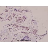 Anti-SNAI 1 (phospho-S246) Antibody from Bioworld Technology (BS4606) - Antibodies.com