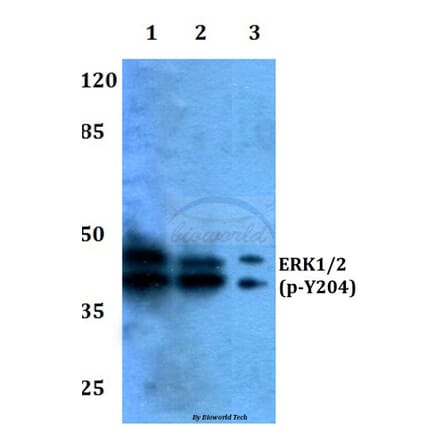 Anti-ERK1/2 (phospho-Y204) Antibody from Bioworld Technology (BS4621) - Antibodies.com