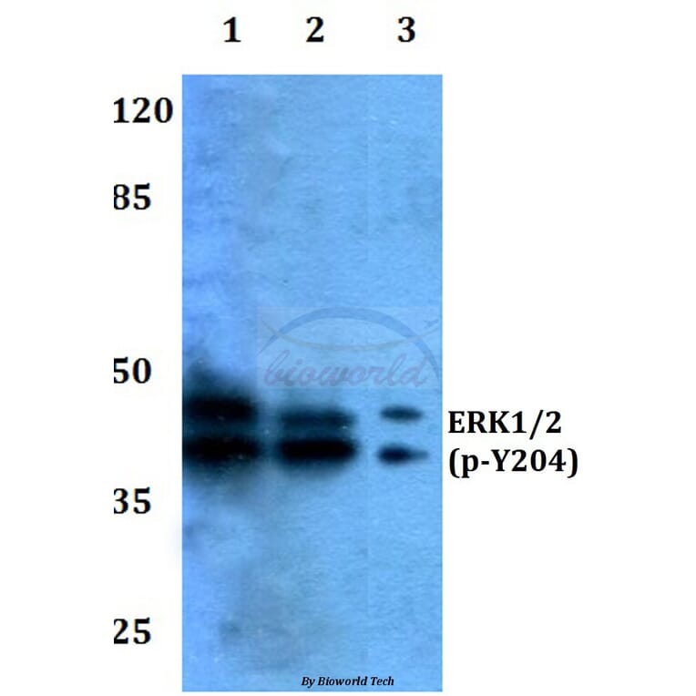 Anti-ERK1/2 (phospho-Y204) Antibody from Bioworld Technology (BS4621) - Antibodies.com