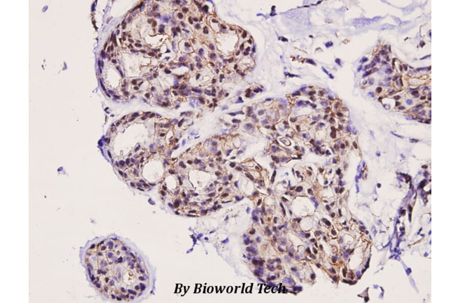 Anti-ERK1/2 (phospho-Y204) Antibody from Bioworld Technology (BS4621) - Antibodies.com