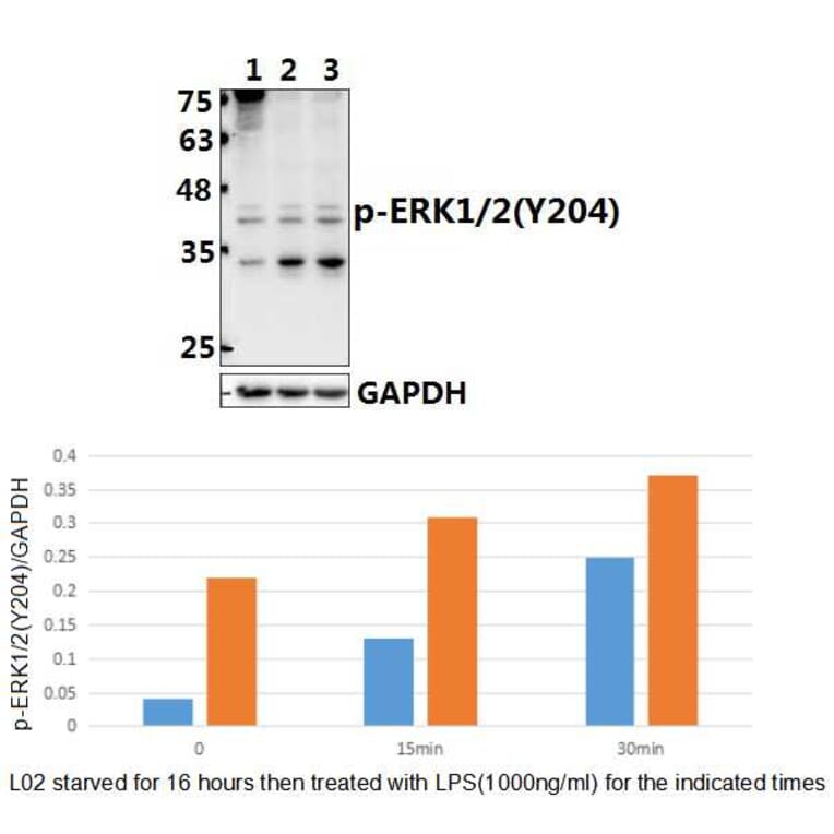 Anti-ERK1/2 (phospho-Y204) Antibody from Bioworld Technology (BS4621) - Antibodies.com