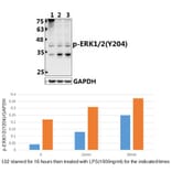 Anti-ERK1/2 (phospho-Y204) Antibody from Bioworld Technology (BS4621) - Antibodies.com