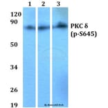 Anti-PKC δ (phospho-S645) Antibody from Bioworld Technology (BS4622) - Antibodies.com