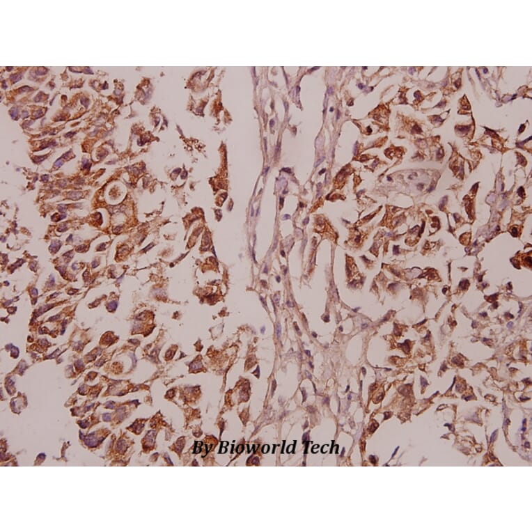 Anti-PKC δ (phospho-S645) Antibody from Bioworld Technology (BS4622) - Antibodies.com