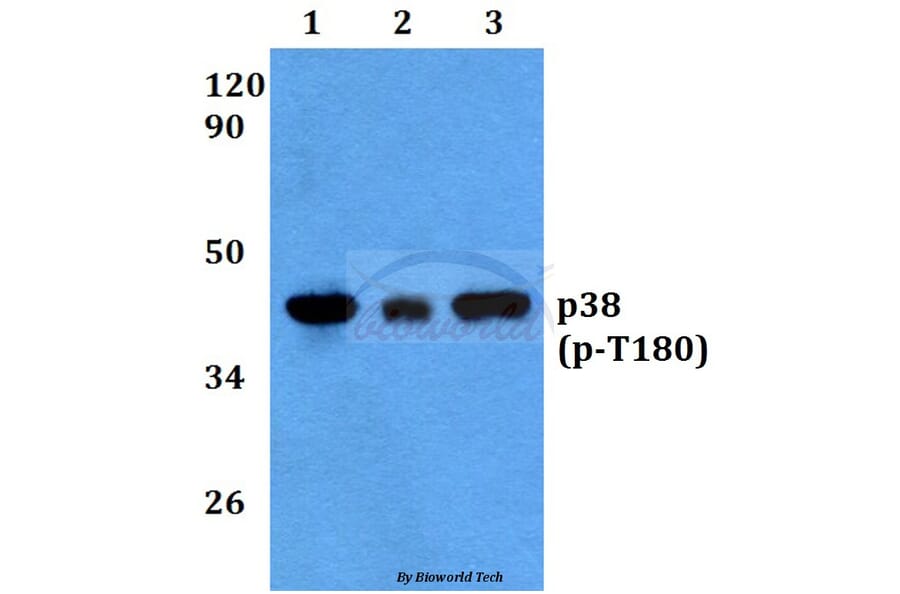 Anti-p38 (phospho-T180) Antibody from Bioworld Technology (BS4635) - Antibodies.com