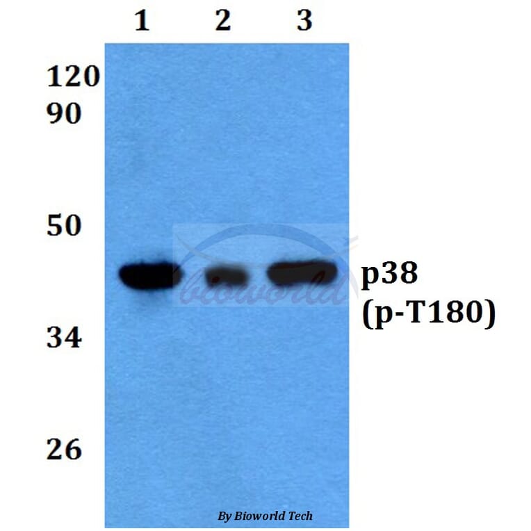 Anti-p38 (phospho-T180) Antibody from Bioworld Technology (BS4635) - Antibodies.com