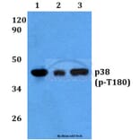 Anti-p38 (phospho-T180) Antibody from Bioworld Technology (BS4635) - Antibodies.com