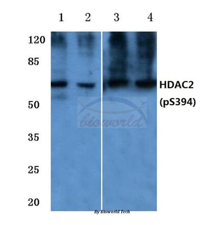 Anti-HDAC2 (phospho-S394) Antibody from Bioworld Technology (BS4637) - Antibodies.com