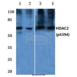 Anti-HDAC2 (phospho-S394) Antibody from Bioworld Technology (BS4637) - Antibodies.com