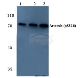 Anti-Artemis (phospho-S516) Antibody from Bioworld Technology (BS4644) - Antibodies.com