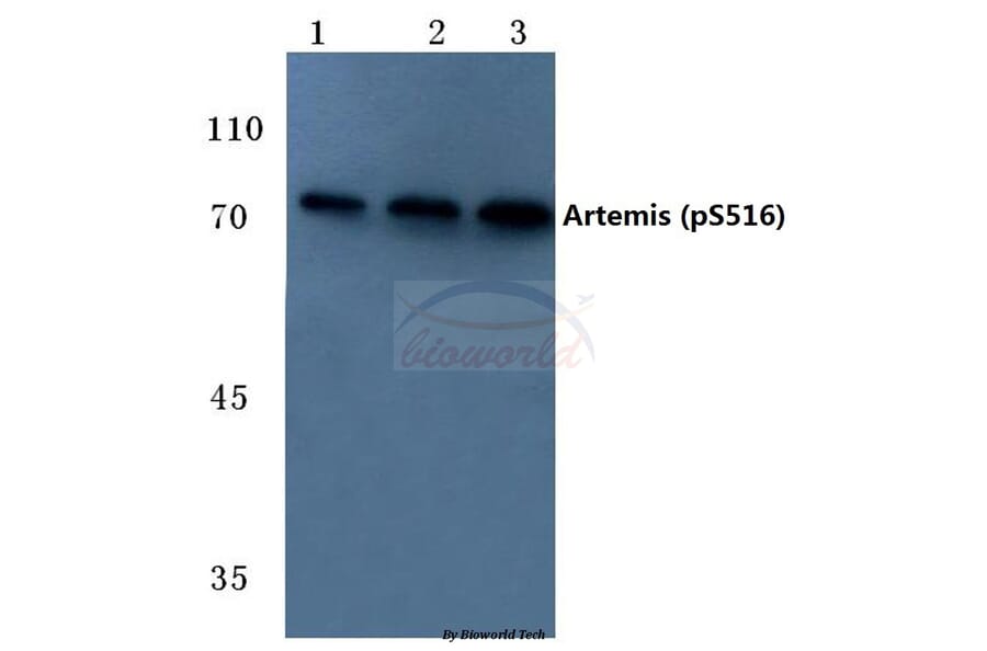 Anti-Artemis (phospho-S516) Antibody from Bioworld Technology (BS4644) - Antibodies.com