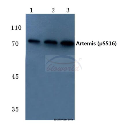 Anti-Artemis (phospho-S516) Antibody from Bioworld Technology (BS4644) - Antibodies.com