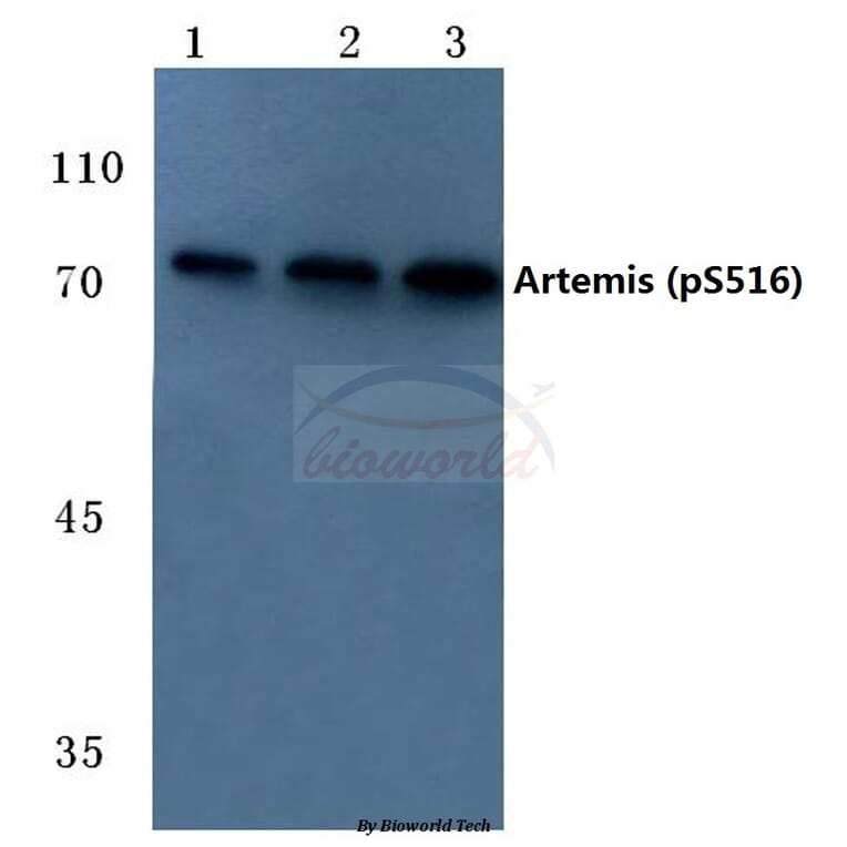 Anti-Artemis (phospho-S516) Antibody from Bioworld Technology (BS4644) - Antibodies.com