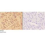 Anti-AKT (phospho-Y315) Antibody from Bioworld Technology (BS4648) - Antibodies.com