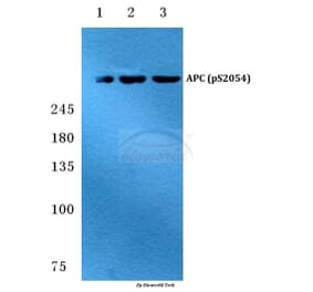 Anti-APC (phospho-S2054) Antibody from Bioworld Technology (BS4649) - Antibodies.com