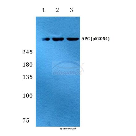 Anti-APC (phospho-S2054) Antibody from Bioworld Technology (BS4649) - Antibodies.com