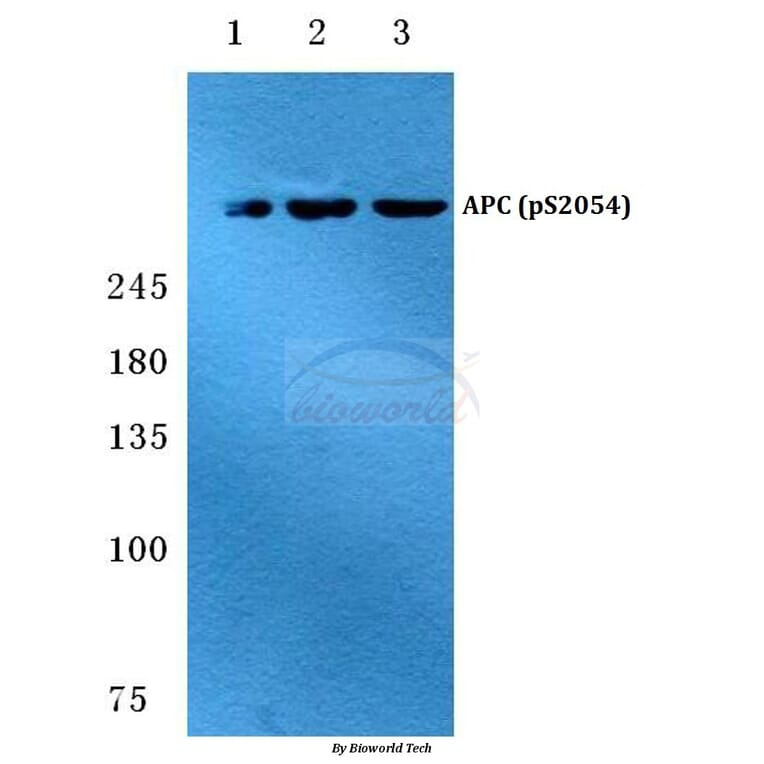 Anti-APC (phospho-S2054) Antibody from Bioworld Technology (BS4649) - Antibodies.com
