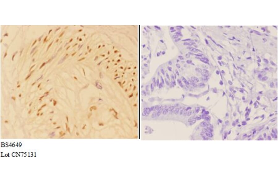 Anti-APC (phospho-S2054) Antibody from Bioworld Technology (BS4649) - Antibodies.com