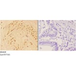 Anti-APC (phospho-S2054) Antibody from Bioworld Technology (BS4649) - Antibodies.com