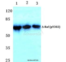 Anti-A-Raf (phospho-Y302) Antibody from Bioworld Technology (BS4651) - Antibodies.com