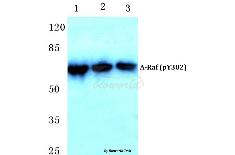 Anti-A-Raf (phospho-Y302) Antibody from Bioworld Technology (BS4651) - Antibodies.com