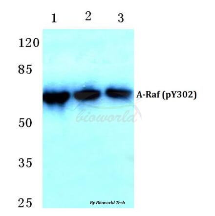 Anti-A-Raf (phospho-Y302) Antibody from Bioworld Technology (BS4651) - Antibodies.com