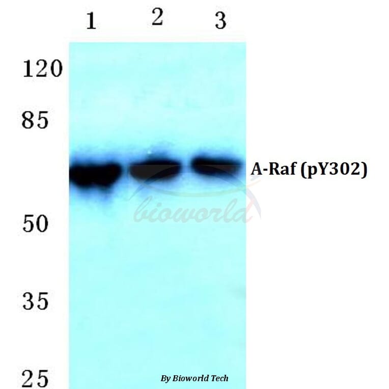 Anti-A-Raf (phospho-Y302) Antibody from Bioworld Technology (BS4651) - Antibodies.com