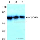 Anti-A-Raf (phospho-Y302) Antibody from Bioworld Technology (BS4651) - Antibodies.com