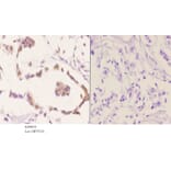 Anti-p70 S6K (phospho-S418) Antibody from Bioworld Technology (BS4653) - Antibodies.com