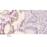 Anti-p70 S6K (phospho-S418) Antibody from Bioworld Technology (BS4653) - Antibodies.com