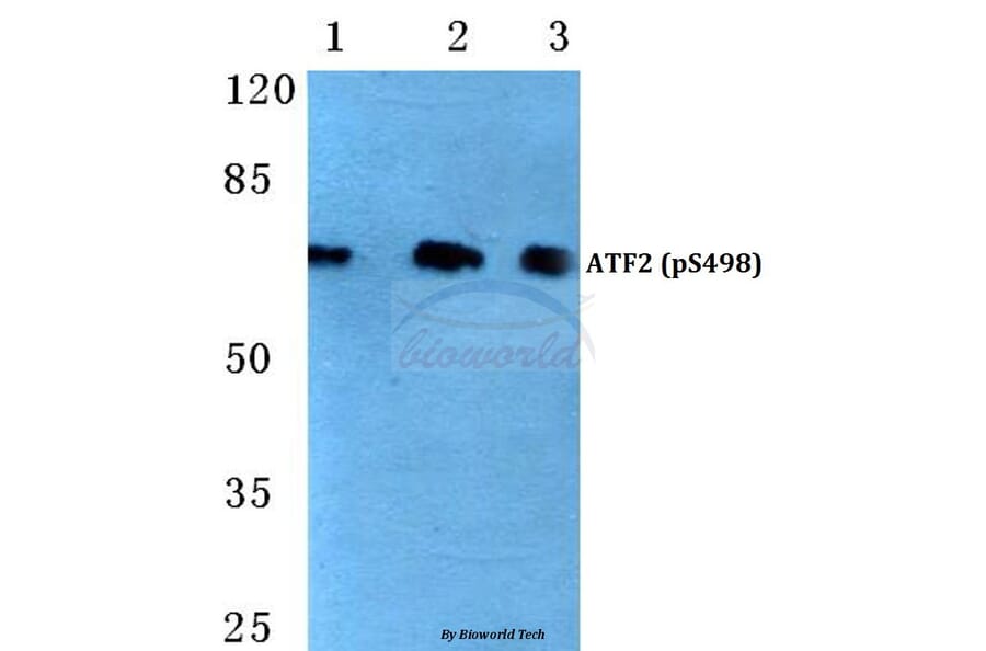 Anti-ATF2 (phospho-S498) Antibody from Bioworld Technology (BS4654) - Antibodies.com