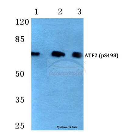 Anti-ATF2 (phospho-S498) Antibody from Bioworld Technology (BS4654) - Antibodies.com