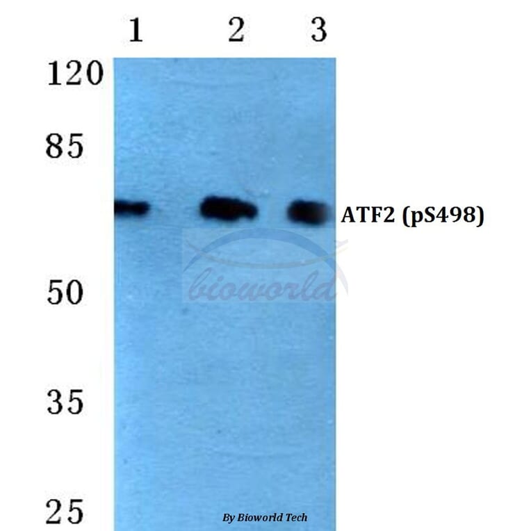 Anti-ATF2 (phospho-S498) Antibody from Bioworld Technology (BS4654) - Antibodies.com
