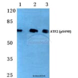 Anti-ATF2 (phospho-S498) Antibody from Bioworld Technology (BS4654) - Antibodies.com