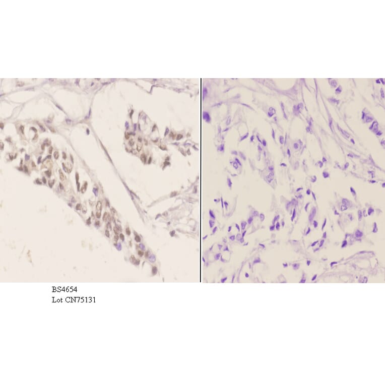 Anti-ATF2 (phospho-S498) Antibody from Bioworld Technology (BS4654) - Antibodies.com