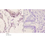 Anti-ATF2 (phospho-S498) Antibody from Bioworld Technology (BS4654) - Antibodies.com