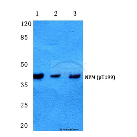 Anti-NPM (phospho-T199) Antibody from Bioworld Technology (BS4655) - Antibodies.com