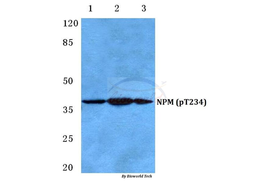 Anti-NPM (phospho-T234) Antibody from Bioworld Technology (BS4656) - Antibodies.com