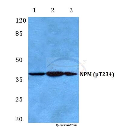 Anti-NPM (phospho-T234) Antibody from Bioworld Technology (BS4656) - Antibodies.com