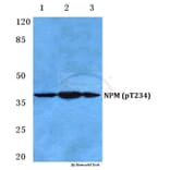 Anti-NPM (phospho-T234) Antibody from Bioworld Technology (BS4656) - Antibodies.com