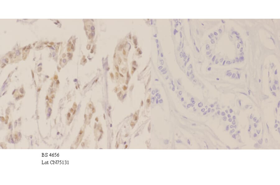 Anti-NPM (phospho-T234) Antibody from Bioworld Technology (BS4656) - Antibodies.com