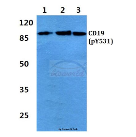 Anti-CD19 (phospho-Y531) Antibody from Bioworld Technology (BS4664) - Antibodies.com