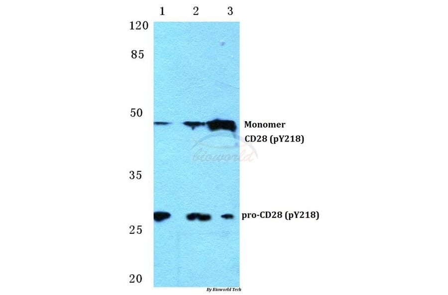 Anti-CD28 (phospho-Y218) Antibody from Bioworld Technology (BS4665) - Antibodies.com