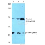 Anti-CD28 (phospho-Y218) Antibody from Bioworld Technology (BS4665) - Antibodies.com