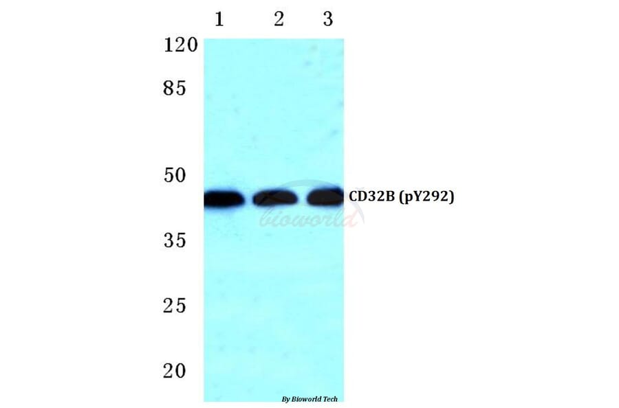 Anti-CD32-B (phospho-Y292) Antibody from Bioworld Technology (BS4667) - Antibodies.com