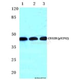 Anti-CD32-B (phospho-Y292) Antibody from Bioworld Technology (BS4667) - Antibodies.com