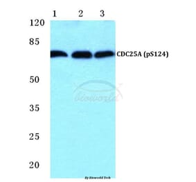 Anti-CDC25A (phospho-S124) Antibody from Bioworld Technology (BS4668) - Antibodies.com