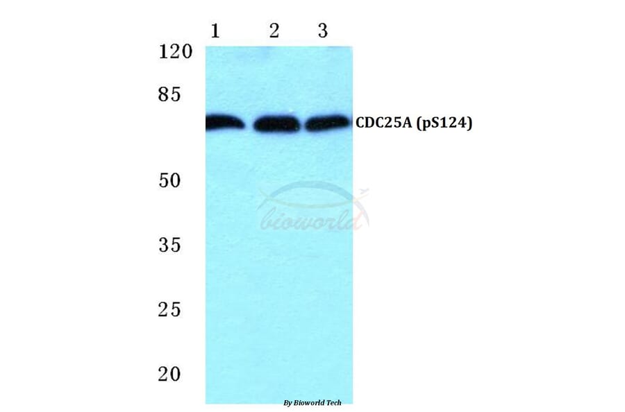 Anti-CDC25A (phospho-S124) Antibody from Bioworld Technology (BS4668) - Antibodies.com