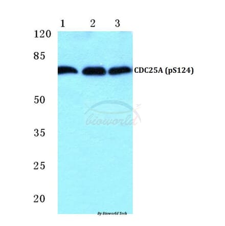 Anti-CDC25A (phospho-S124) Antibody from Bioworld Technology (BS4668) - Antibodies.com