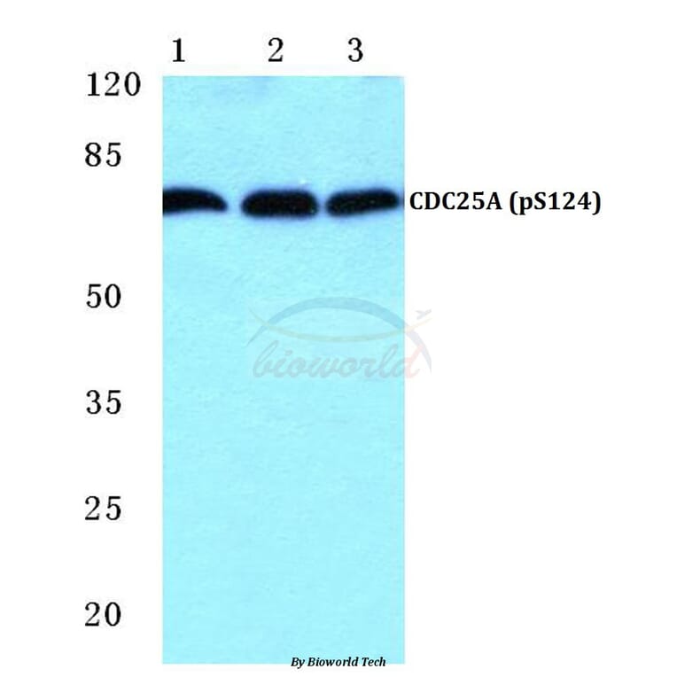 Anti-CDC25A (phospho-S124) Antibody from Bioworld Technology (BS4668) - Antibodies.com